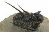 Beautiful Spiny Cyphaspis Trilobite - Morocco #312260-1